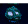 WYSIWYG Micromussa lordhowensis (ehemals Acanthastrea)