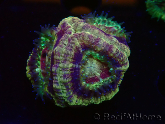 WYSIWYG Micromussa lordhowensis (ehemals Acanthastrea)
