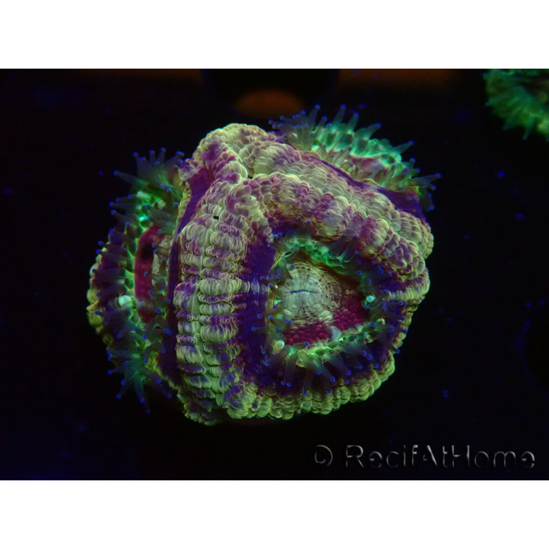 WYSIWYG Micromussa lordhowensis (antes Acanthastrea)