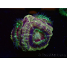 WYSIWYG Micromussa lordhowensis (ehemals Acanthastrea)
