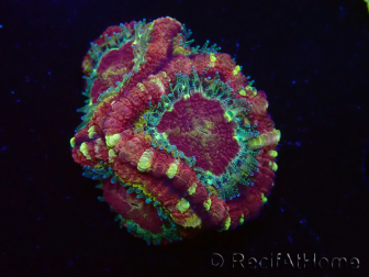 WYSIWYG Micromussa lordhowensis INDO (ex Acanthastrea) 25C9