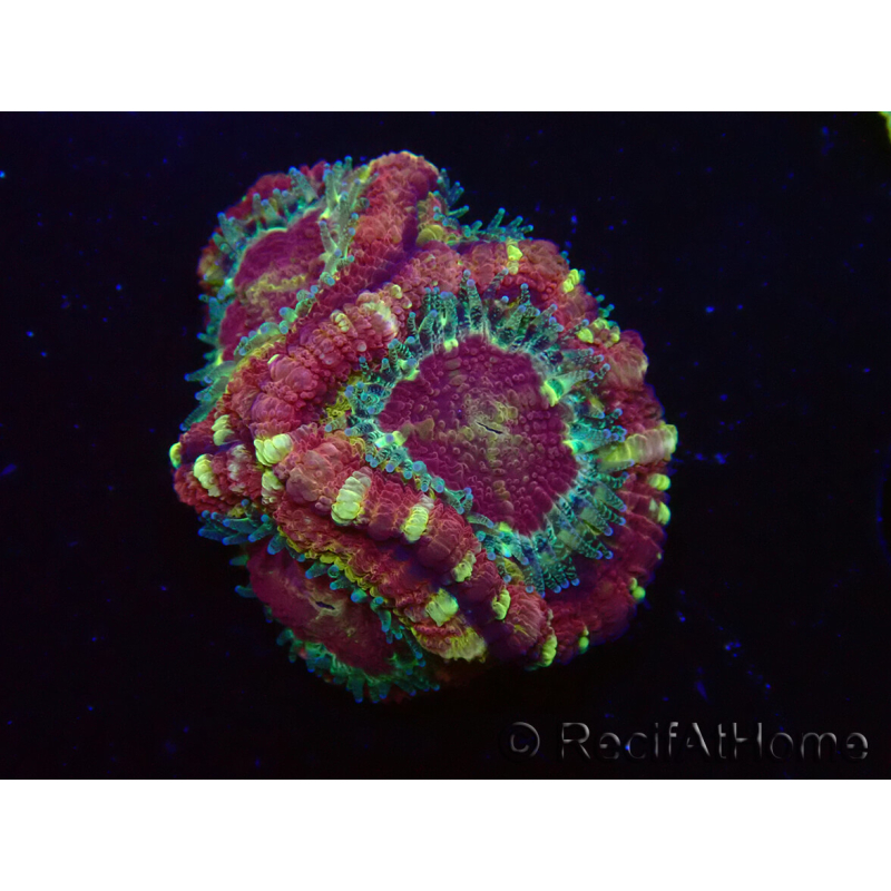 WYSIWYG Micromussa lordhowensis (ehemals Acanthastrea)