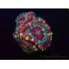 WYSIWYG Micromussa lordhowensis (antes Acanthastrea)