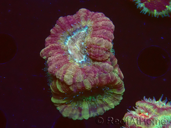WYSIWYG Micromussa lordhowensis (formerly Acanthastrea)