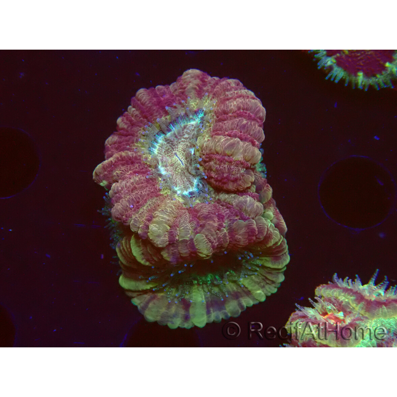 WYSIWYG Micromussa lordhowensis (ehemals Acanthastrea)