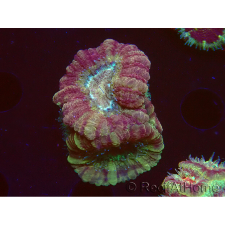 WYSIWYG Micromussa lordhowensis (ex Acanthastrea)
