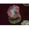 WYSIWYG Micromussa lordhowensis (ehemals Acanthastrea)