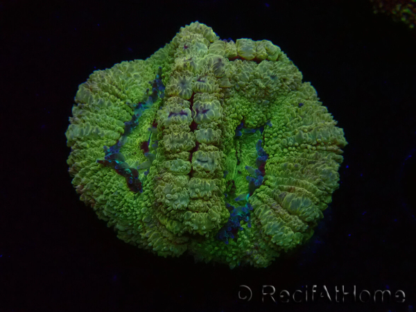 WYSIWYG Micromussa lordhowensis (ex Acanthastrea)