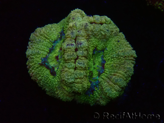 WYSIWYG Micromussa lordhowensis (formerly Acanthastrea)
