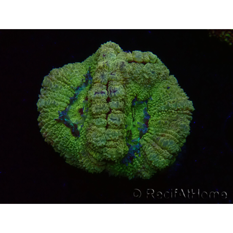 WYSIWYG Micromussa lordhowensis (antes Acanthastrea)