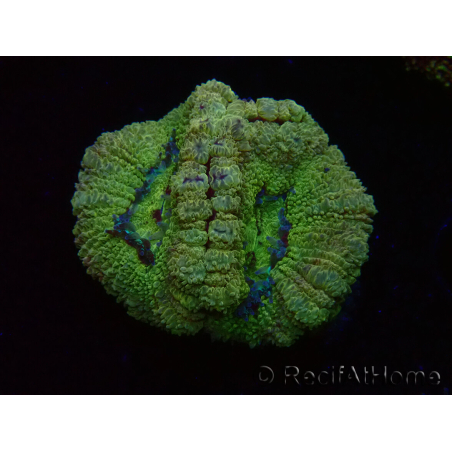 WYSIWYG Micromussa lordhowensis (ex Acanthastrea)