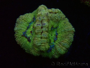 WYSIWYG Micromussa lordhowensis (formerly Acanthastrea)