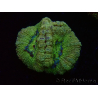 WYSIWYG Micromussa lordhowensis (antes Acanthastrea)
