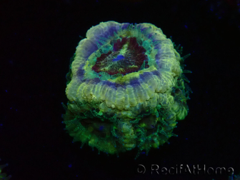 WYSIWYG Micromussa lordhowensis (formerly Acanthastrea)