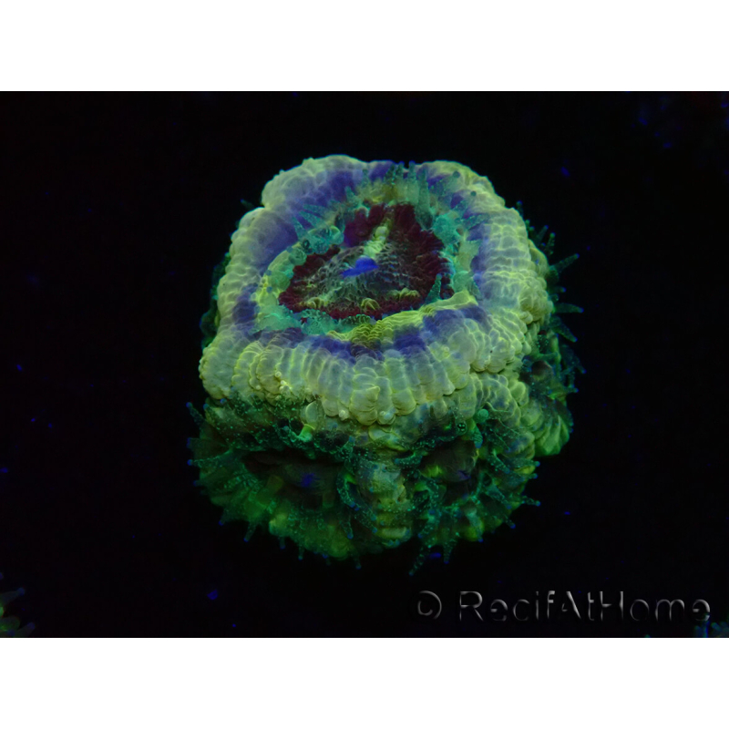 WYSIWYG Micromussa lordhowensis INDO (ex Acanthastrea) 25D2