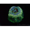 WYSIWYG Micromussa lordhowensis (ehemals Acanthastrea)