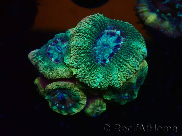 WYSIWYG Micromussa lordhowensis (formerly Acanthastrea)