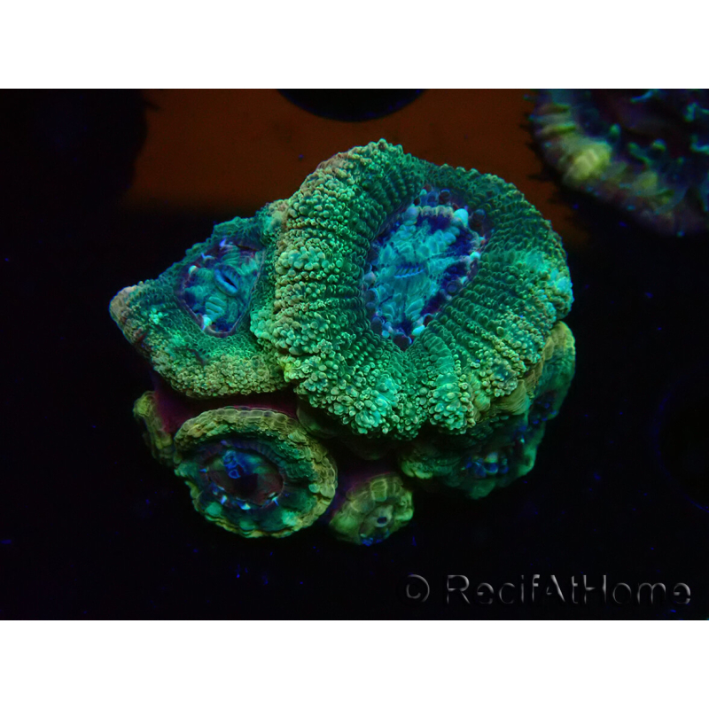 WYSIWYG Micromussa lordhowensis INDO (ex Acanthastrea) 25D3