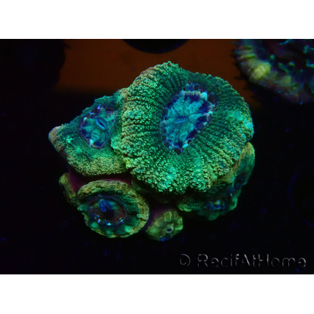 WYSIWYG Micromussa lordhowensis (formerly Acanthastrea)