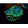 WYSIWYG Micromussa lordhowensis (ehemals Acanthastrea)