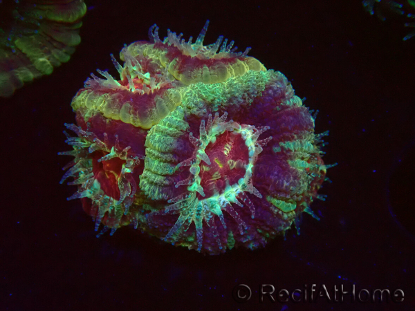 WYSIWYG Micromussa lordhowensis (formerly Acanthastrea)