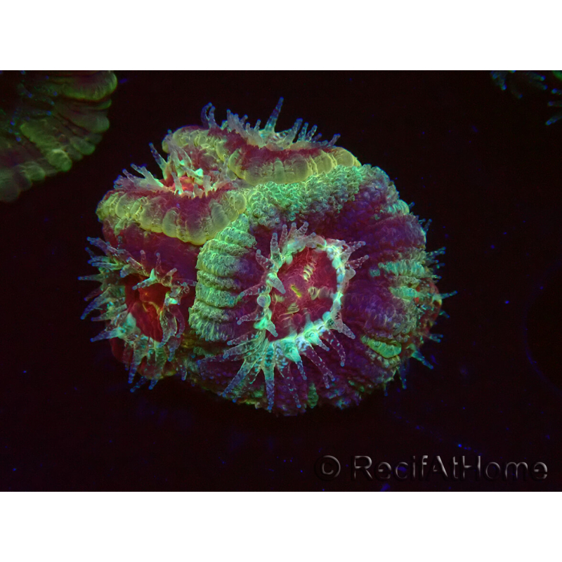 WYSIWYG Micromussa lordhowensis (antes Acanthastrea)