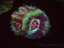 WYSIWYG Micromussa lordhowensis (formerly Acanthastrea)
