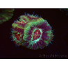 WYSIWYG Micromussa lordhowensis (ehemals Acanthastrea)