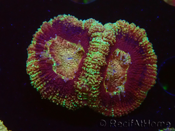 WYSIWYG Micromussa lordhowensis (formerly Acanthastrea)