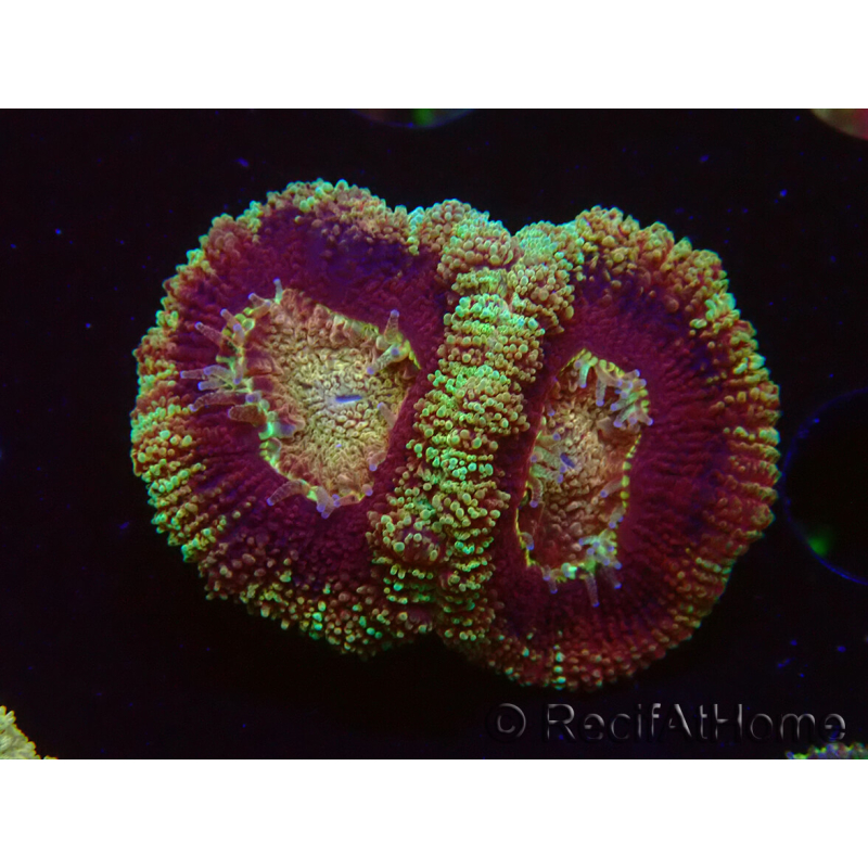WYSIWYG Micromussa lordhowensis INDO (ex Acanthastrea) 25D6