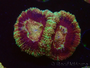 WYSIWYG Micromussa lordhowensis (ehemals Acanthastrea)