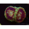 WYSIWYG Micromussa lordhowensis INDO (ex Acanthastrea) 25D6