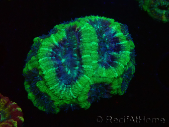 WYSIWYG Micromussa lordhowensis (formerly Acanthastrea)
