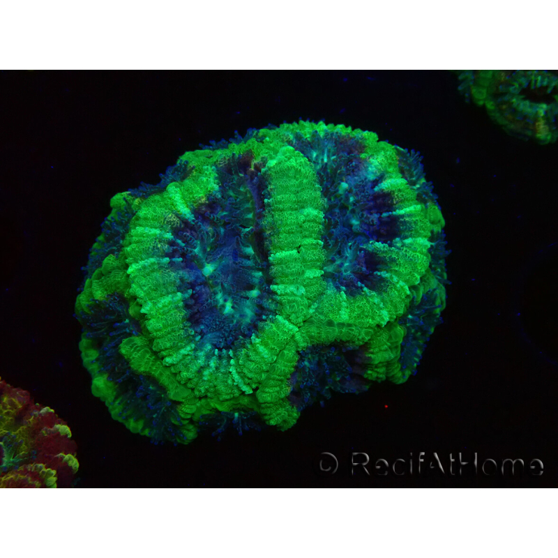 WYSIWYG Micromussa lordhowensis (ehemals Acanthastrea)