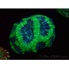 WYSIWYG Micromussa lordhowensis INDO (ex Acanthastrea) 25D9