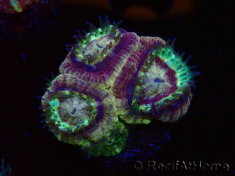 WYSIWYG Micromussa lordhowensis (antes Acanthastrea)