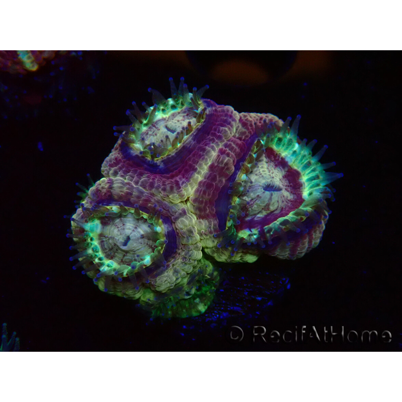 WYSIWYG Micromussa lordhowensis INDO (ex Acanthastrea) 25E2