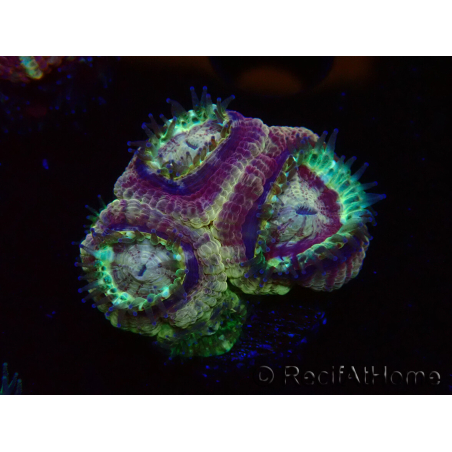 WYSIWYG Micromussa lordhowensis (ehemals Acanthastrea)
