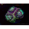 WYSIWYG Micromussa lordhowensis INDO (ex Acanthastrea) 25E2