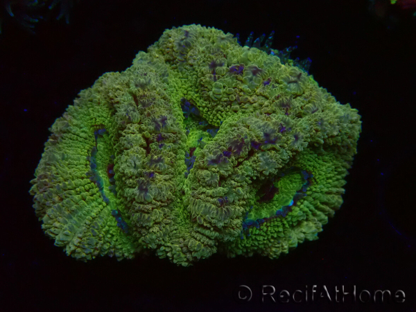 WYSIWYG Micromussa lordhowensis (antes Acanthastrea)