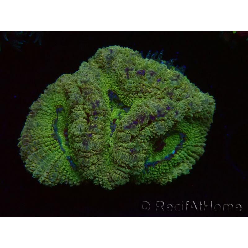 WYSIWYG Micromussa lordhowensis INDO (ex Acanthastrea) 25E5