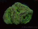WYSIWYG Micromussa lordhowensis (antes Acanthastrea)