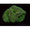 WYSIWYG Micromussa lordhowensis INDO (ex Acanthastrea) 25E5