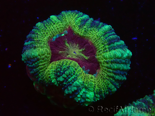 WYSIWYG Micromussa lordhowensis (ehemals Acanthastrea)