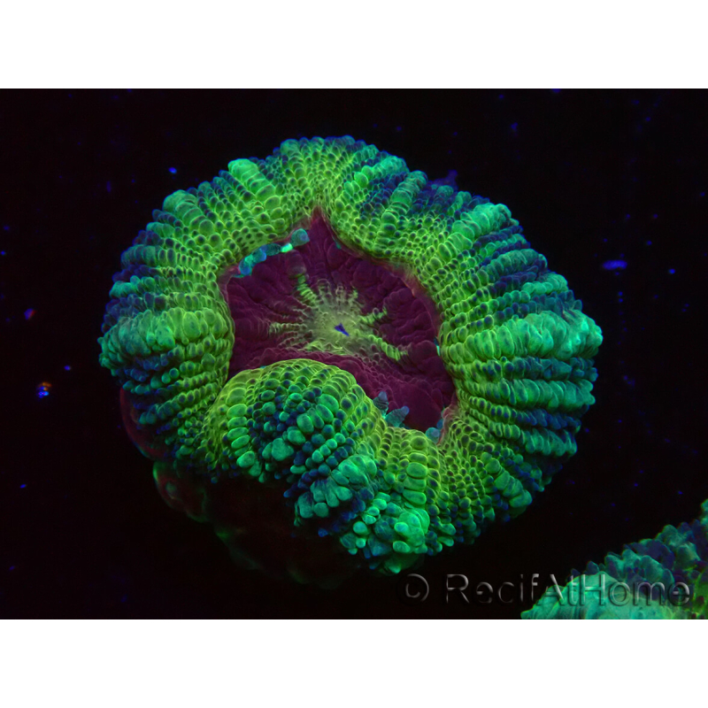 WYSIWYG Micromussa lordhowensis INDO (ex Acanthastrea) 25E6