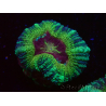 WYSIWYG Micromussa lordhowensis INDO (ex Acanthastrea) 25E6