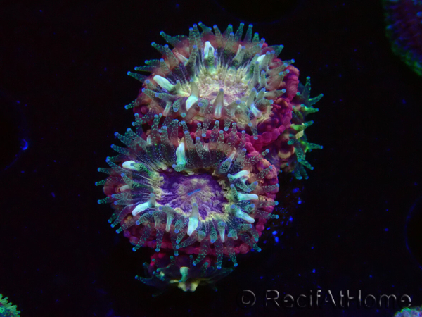 WYSIWYG Micromussa lordhowensis INDO (ex Acanthastrea) 25E8