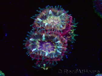 WYSIWYG Micromussa lordhowensis (ex Acanthastrea)
