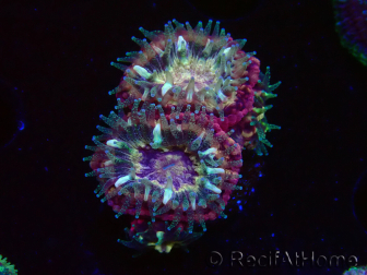 WYSIWYG Micromussa lordhowensis (formerly Acanthastrea)