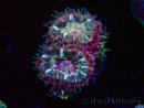 WYSIWYG Micromussa lordhowensis INDO (ex Acanthastrea) 25E8